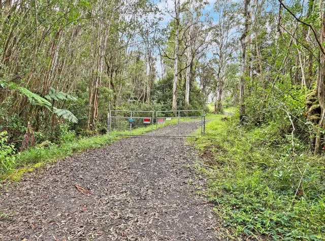 a view of a field with plants and trees