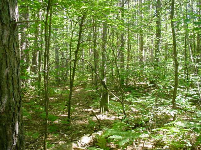 On Lake Mildred Road Rhinelander, WI 54501 - Photo 6 of 12 Gallery Image 6