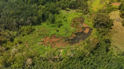 a view of a lush green forest