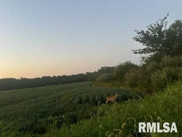 a view of a field with a tree