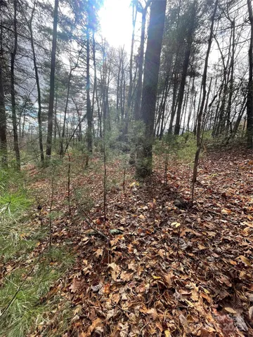 a backyard of a house with lots of plants and large trees