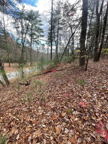 a view of a forest with trees