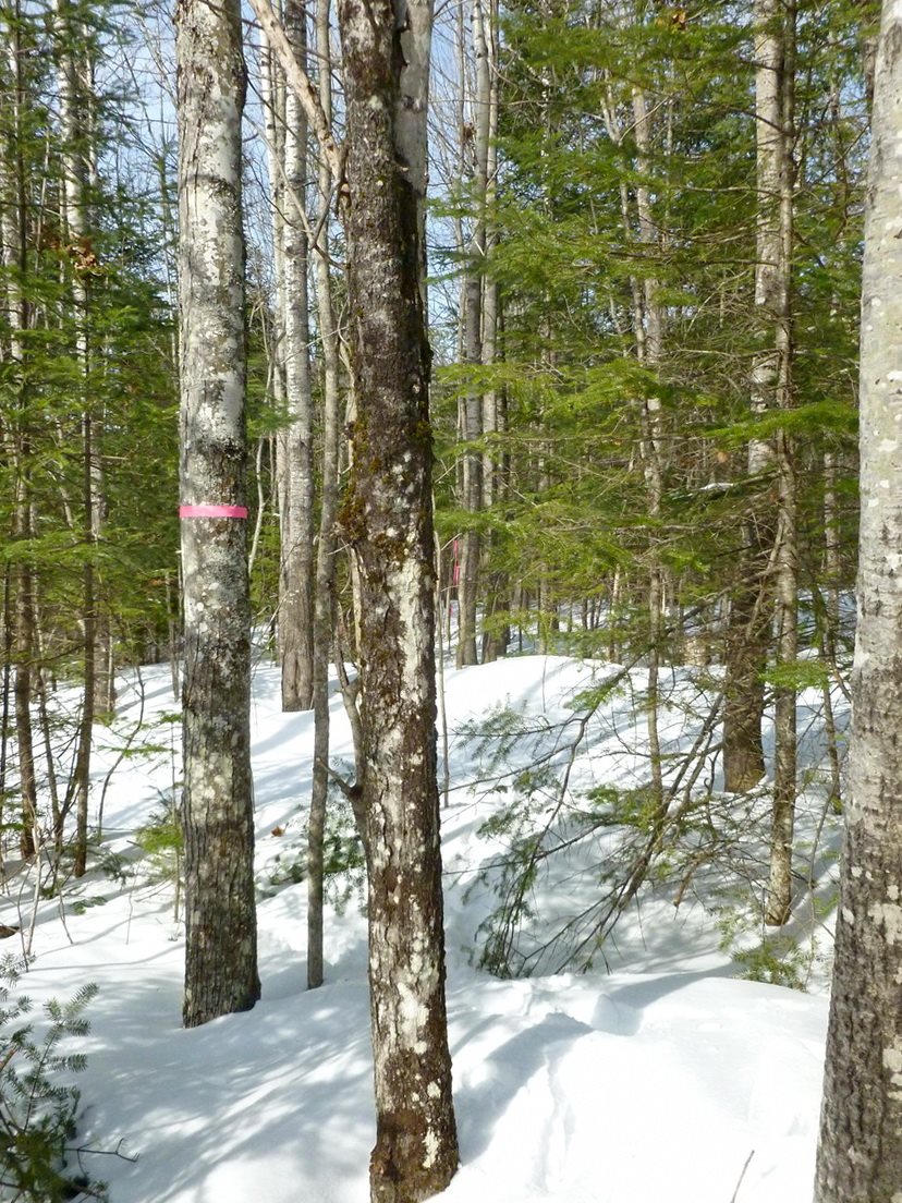 Lot 1 Beech Hill Road Bethlehem, NH 03574 - Photo 2 of 6 Gallery Image 2