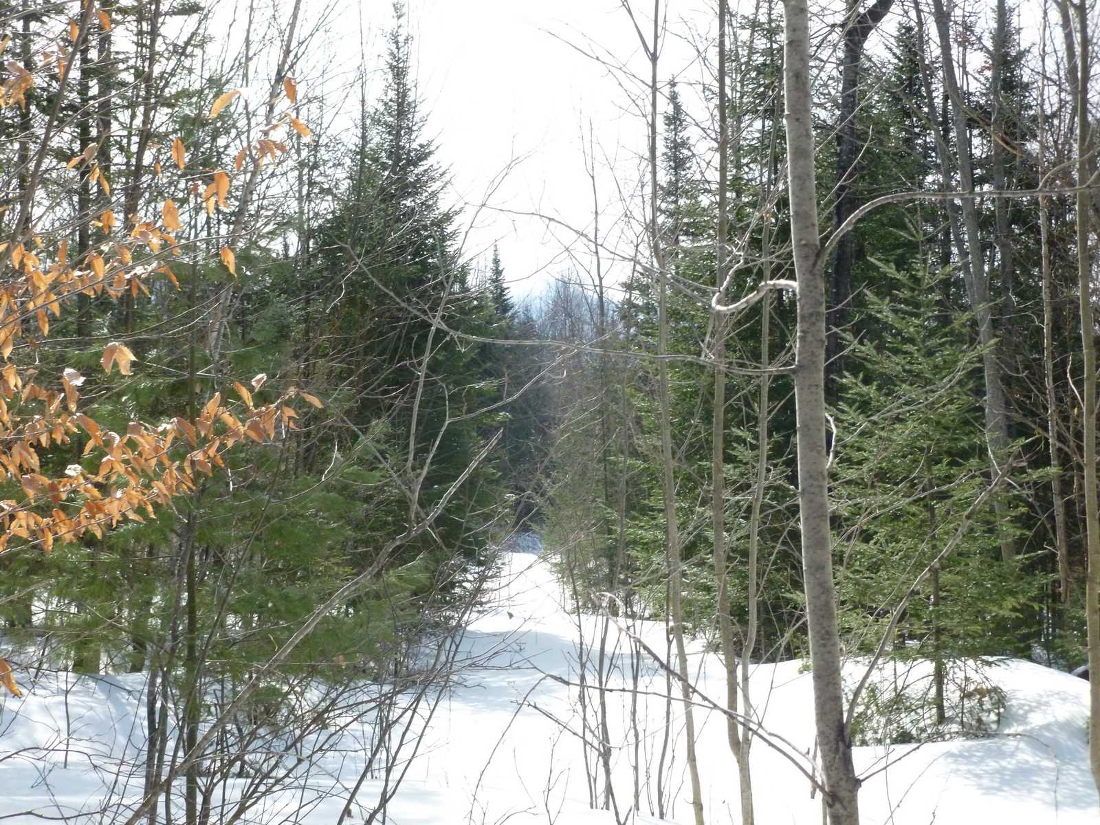 Lot 1 Beech Hill Road Bethlehem, NH 03574 - Photo 3 of 6 Gallery Image 3