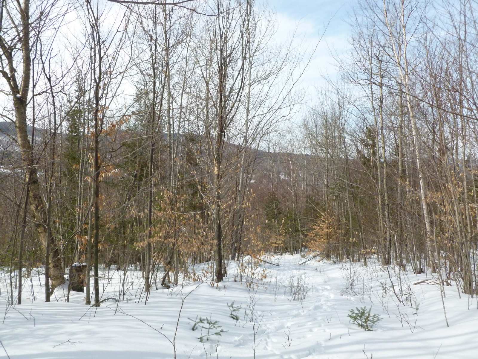 Lot 1 Beech Hill Road Bethlehem, NH 03574 - Photo 4 of 6 Gallery Image 4