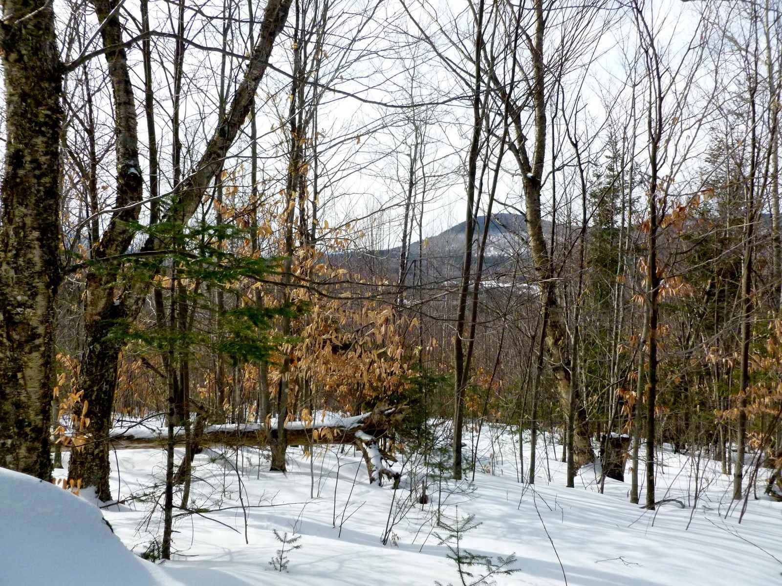 Lot 1 Beech Hill Road Bethlehem, NH 03574 - Photo 5 of 6 Gallery Image 5