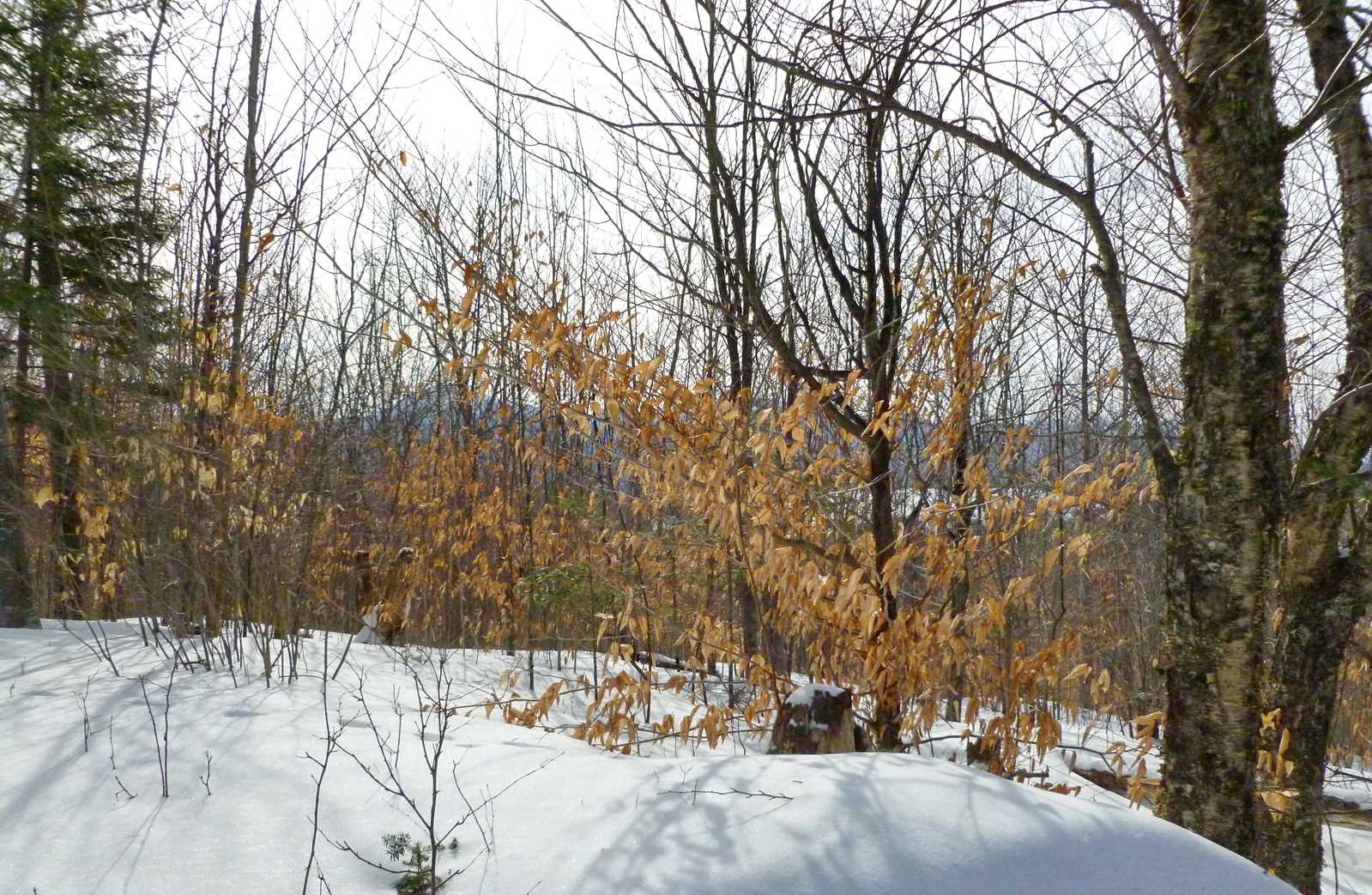 Lot 1 Beech Hill Road Bethlehem, NH 03574 - Photo 6 of 6 Gallery Image 6