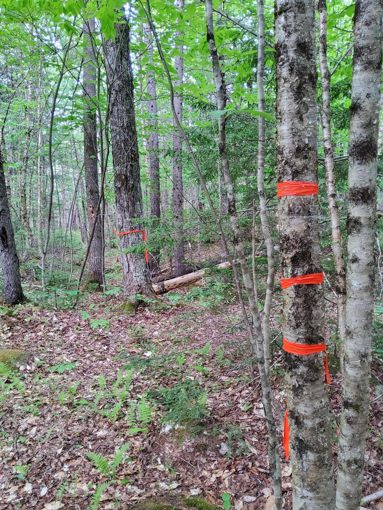 Lot 50 Map 14) Andover, ME 04216 - Photo 5 of 12 20260605_164809