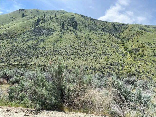 a view of a forest with a yard