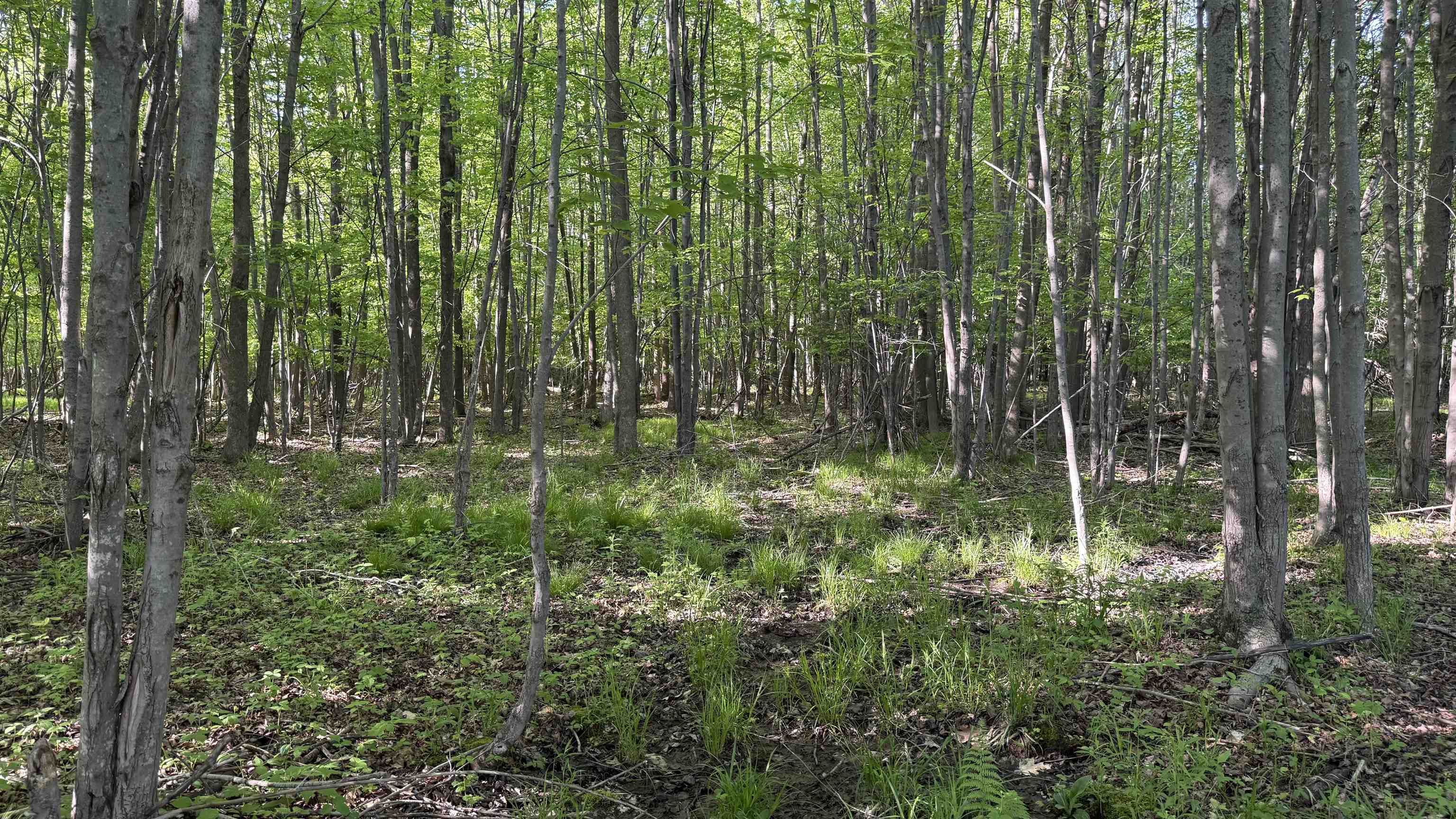 Lot 1 County Road Z Ringle, WI 54471 - Photo 6 of 22