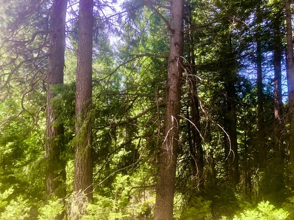 a view of tree