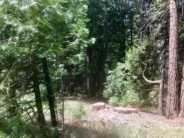 a view of a forest filled with trees