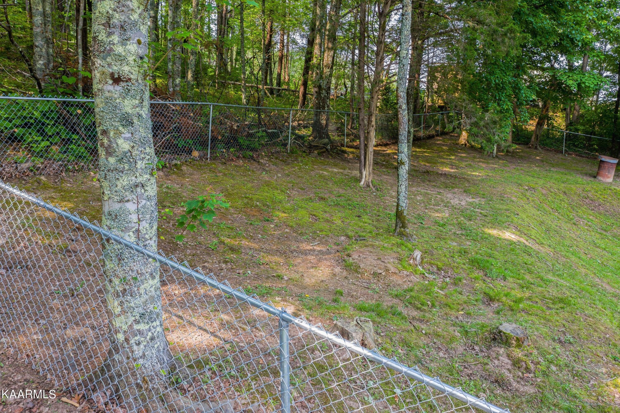 3226 Bogard Road Cosby, TN 37722 - Photo 23 of 35 a backyard of a house with plants and large trees