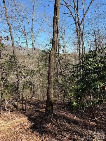 a view of a yard with plants and trees