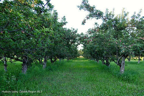 a view of a green field with lots of bushes
