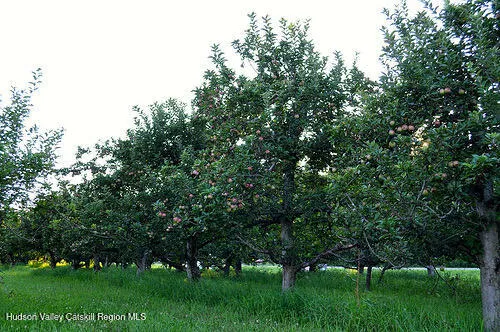 a view of a park with large trees