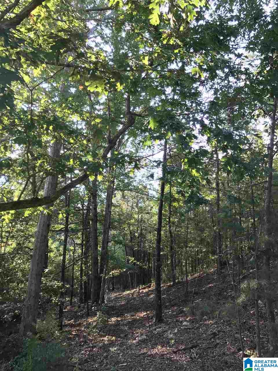 516 County Road Woodland, AL 36280 - Photo 20 of 22