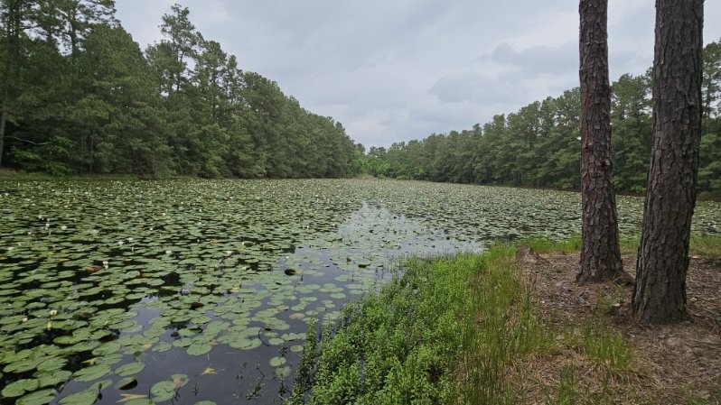 30569 Lake Road Waller, TX 77484 - Photo 11 of 48 This photo features a serene, tree-lined pond with abundant lily pads, offering a peaceful, natural setting. Perfect for nature lovers seeking tranquility.
