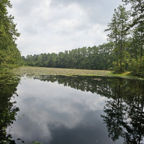 30569 Lake Road Waller, TX 77484 - Photo 14 of 48 mature lob lolly pine reflectin outlined on water