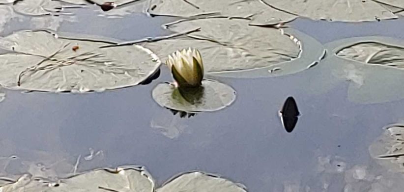 30569 Lake Road Waller, TX 77484 - Photo 18 of 48 This serene photo showcases a pond with lily pads and a single white water lily bud, perfect for nature lovers seeking a tranquil home environment.
