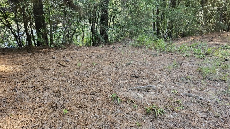 30569 Lake Road Waller, TX 77484 - Photo 20 of 48 a view of a yard with a tree