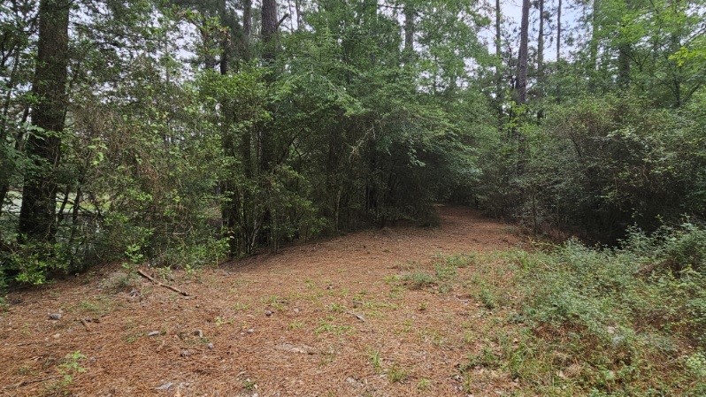 30569 Lake Road Waller, TX 77484 - Photo 33 of 48 a view of a forest with trees in the background