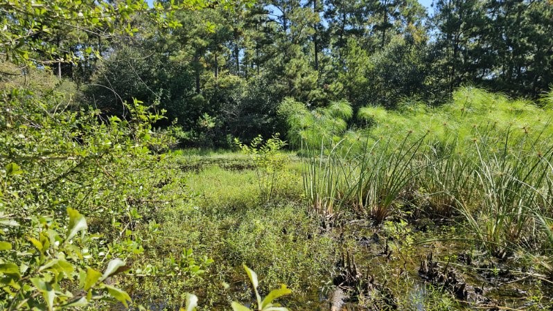 30569 Lake Road Waller, TX 77484 - Photo 6 of 48 a view of a lush green space