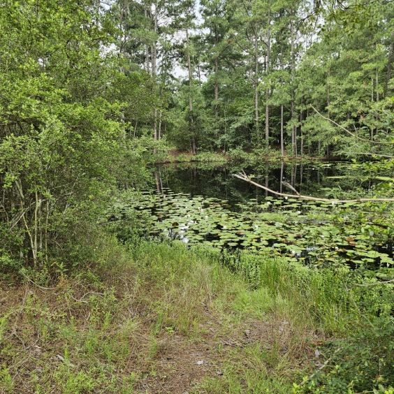 30569 Lake Road Waller, TX 77484 - Photo 8 of 48 This serene property features a lush, wooded area with a small pond covered in lily pads, offering a peaceful natural setting ideal for nature lovers.