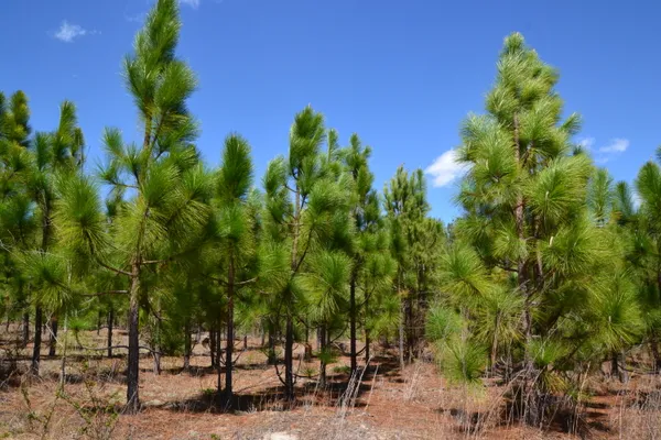 $483,750 | 5659 State Rd S-28-31, Kershaw, SC 29067