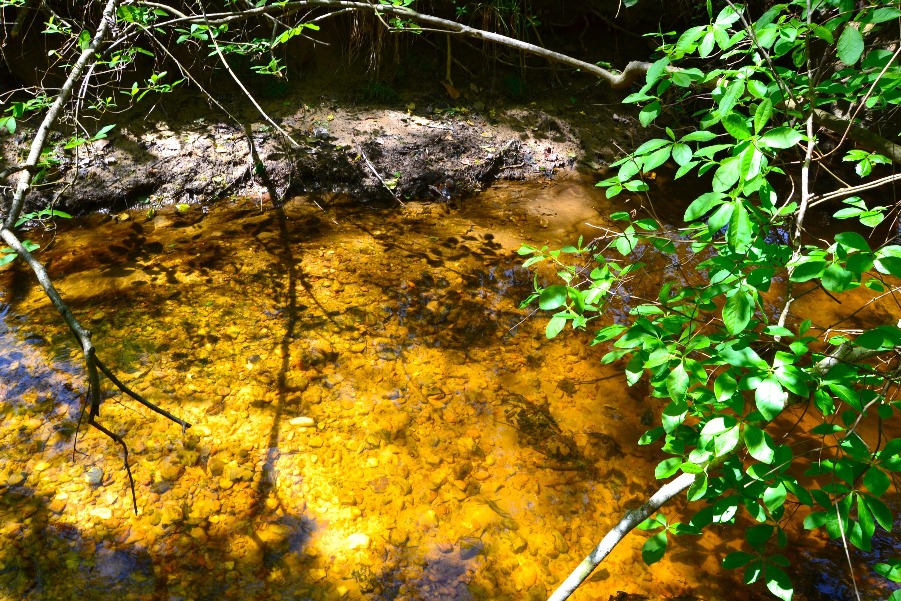 5659 State Rd S-28-31 Kershaw, SC 29067 - Photo 11 of 25 DSC_1723