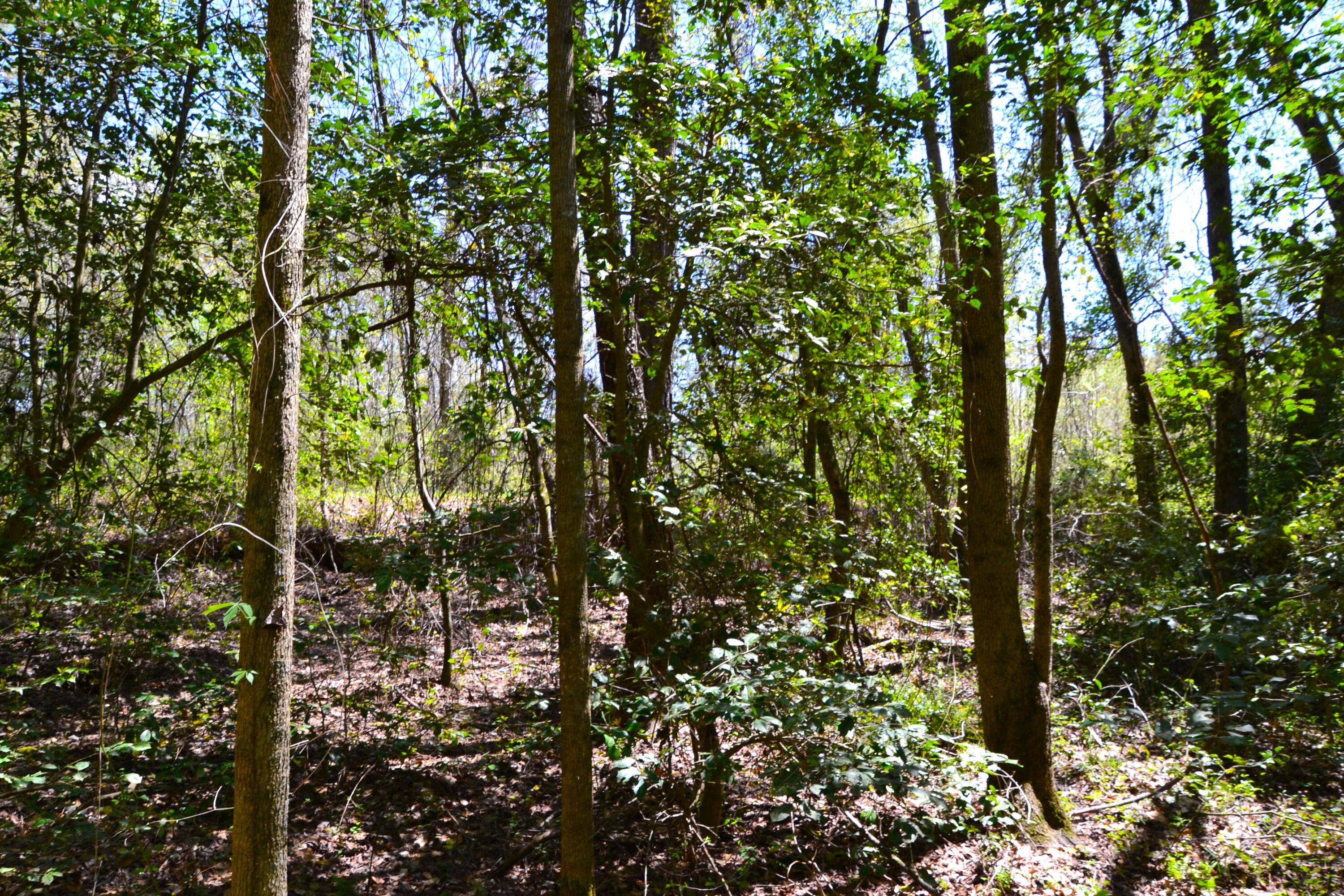 5659 State Rd S-28-31 Kershaw, SC 29067 - Photo 12 of 25 DSC_1724