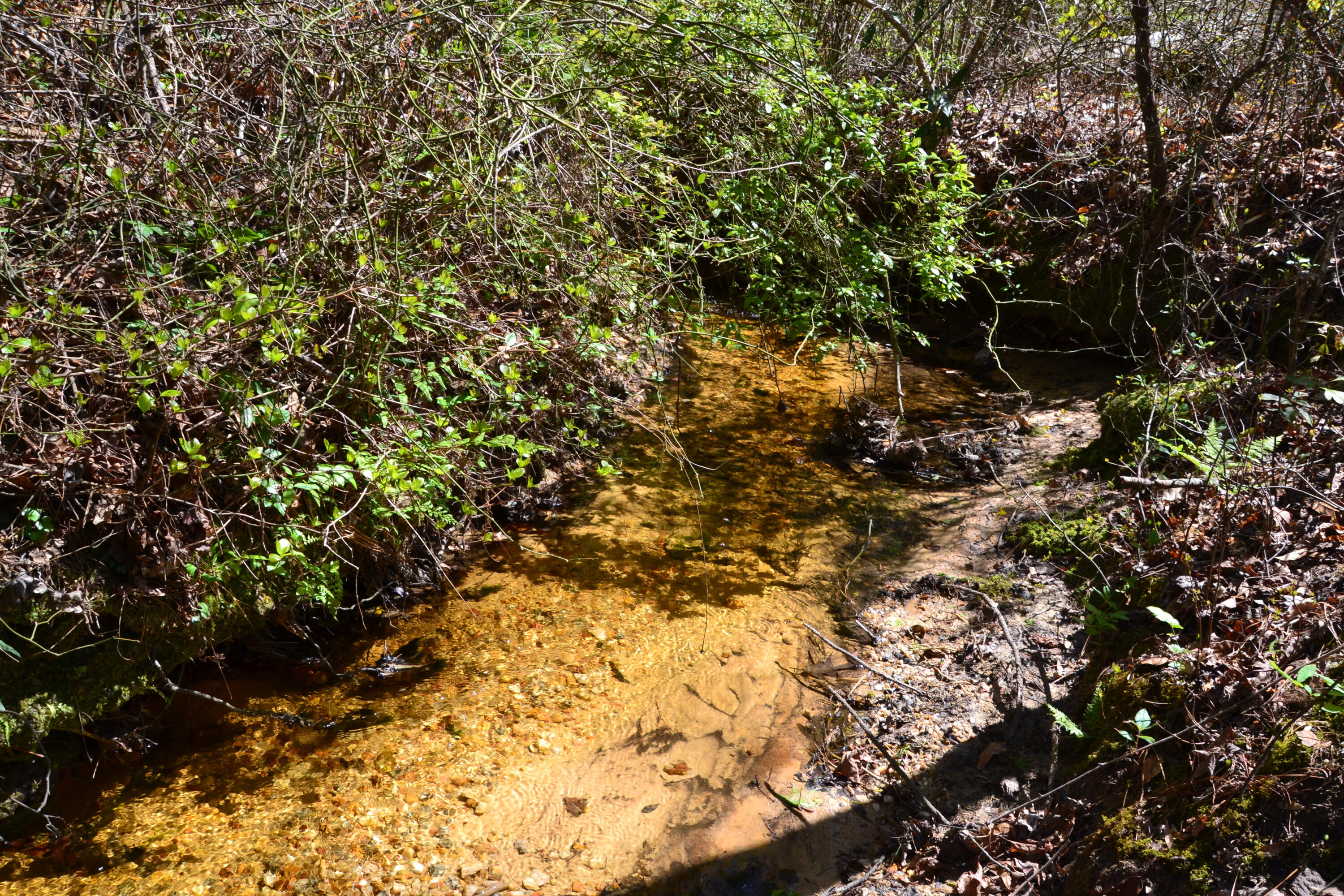 5659 State Rd S-28-31 Kershaw, SC 29067 - Photo 13 of 25 DSC_1757