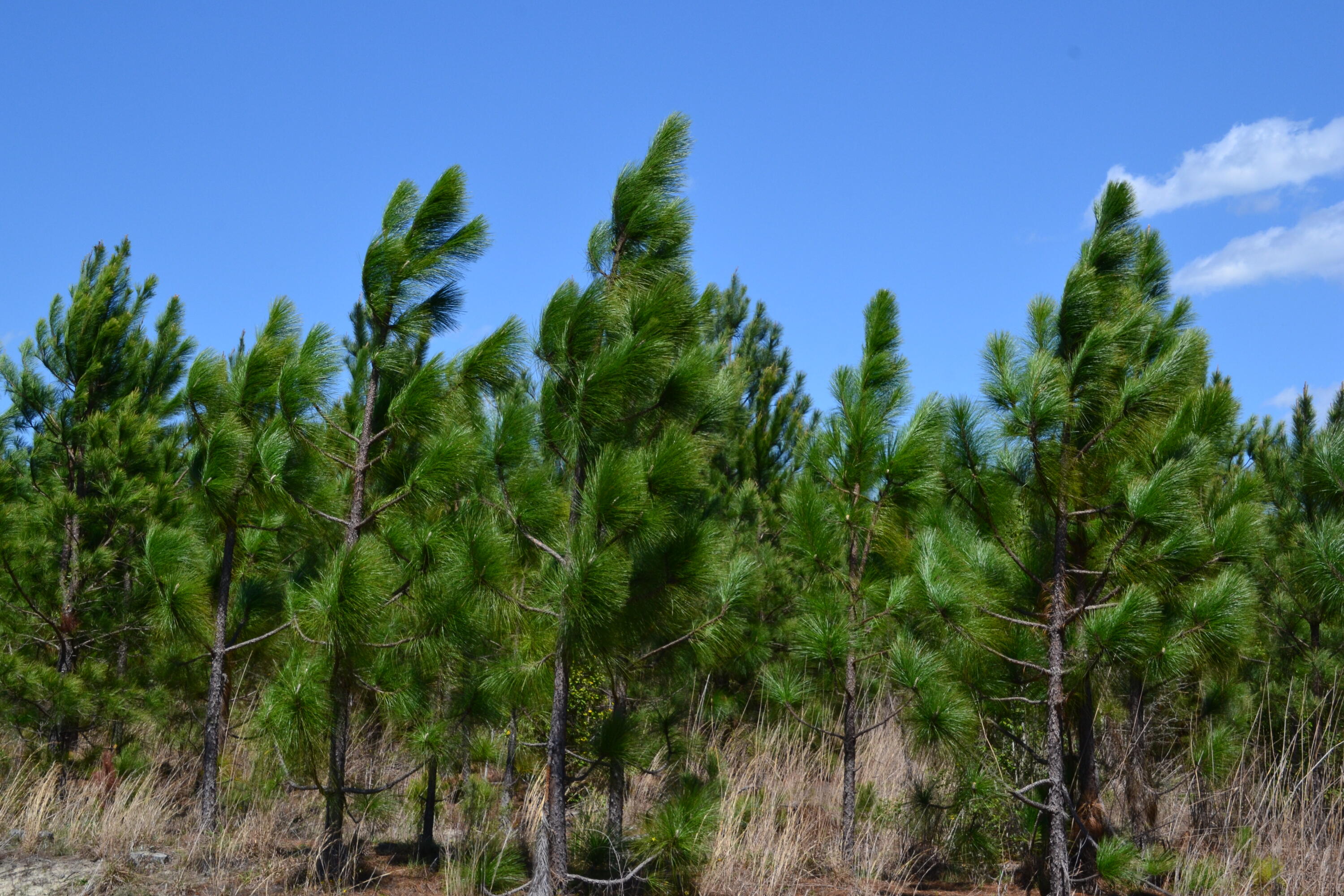 5659 State Rd S-28-31 Kershaw, SC 29067 - Photo 15 of 25 DSC_1726