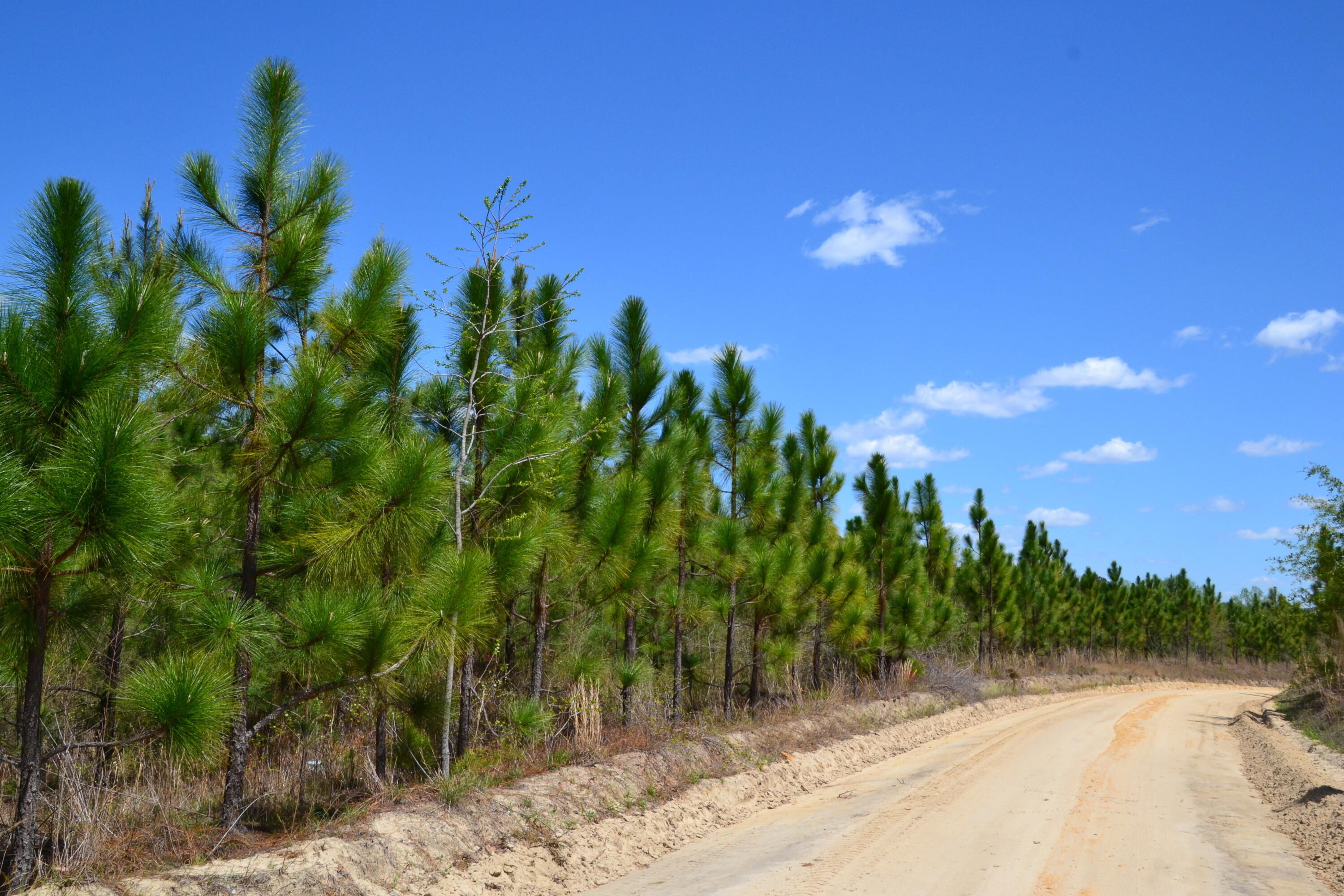 5659 State Rd S-28-31 Kershaw, SC 29067 - Photo 16 of 25 DSC_1728