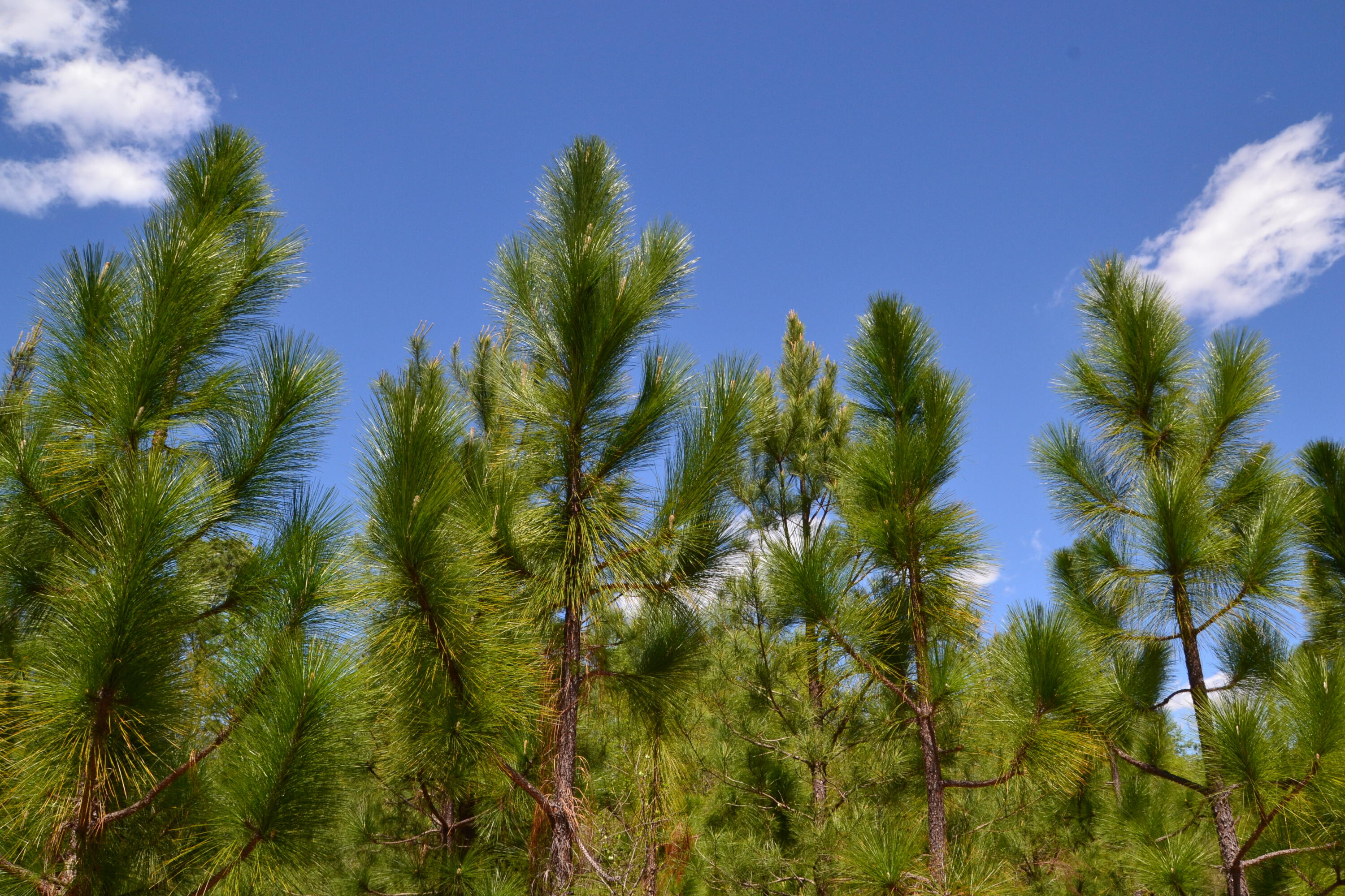 5659 State Rd S-28-31 Kershaw, SC 29067 - Photo 17 of 25 DSC_1729