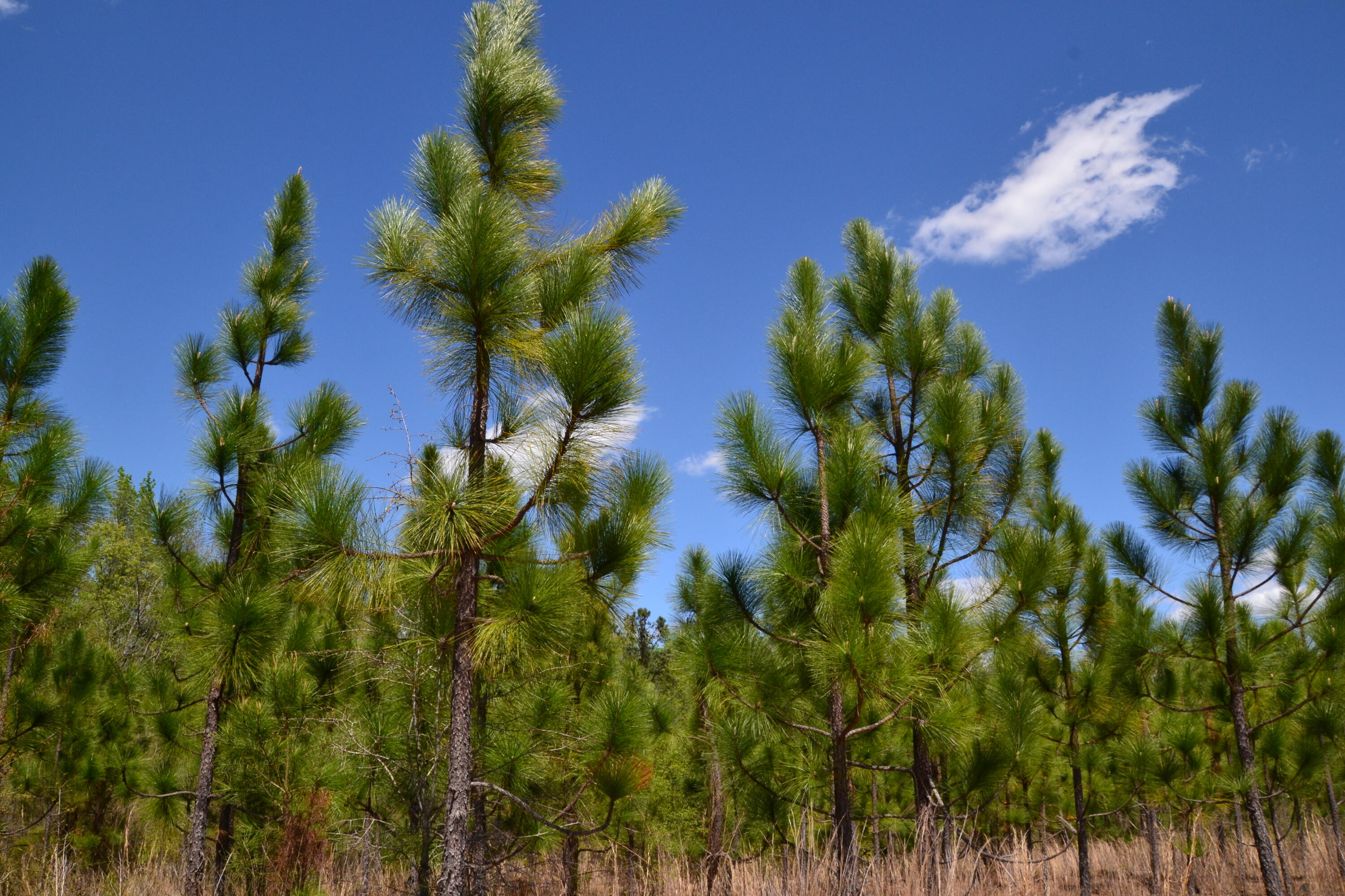 5659 State Rd S-28-31 Kershaw, SC 29067 - Photo 18 of 25 DSC_1730