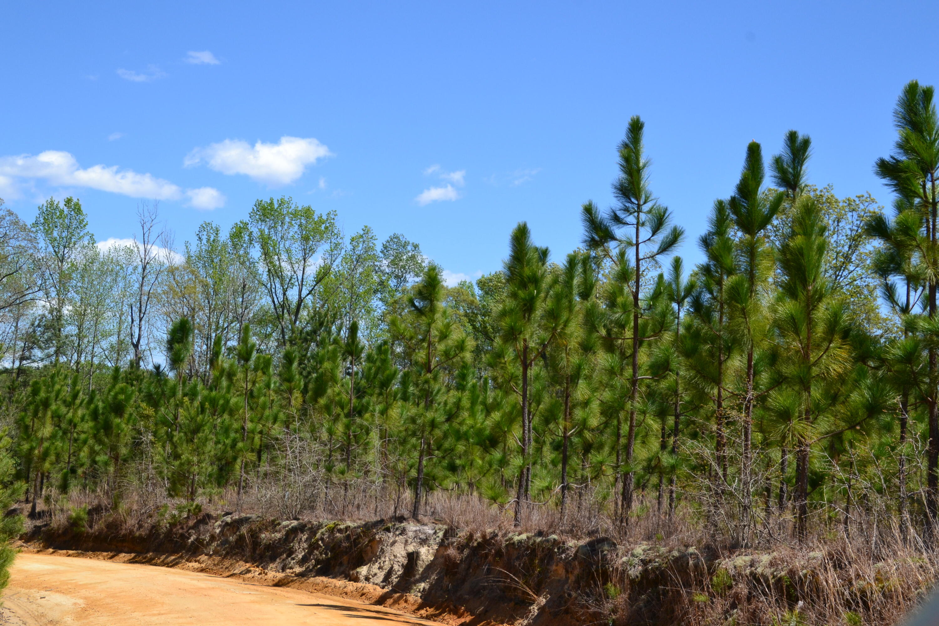 5659 State Rd S-28-31 Kershaw, SC 29067 - Photo 19 of 25 DSC_1732