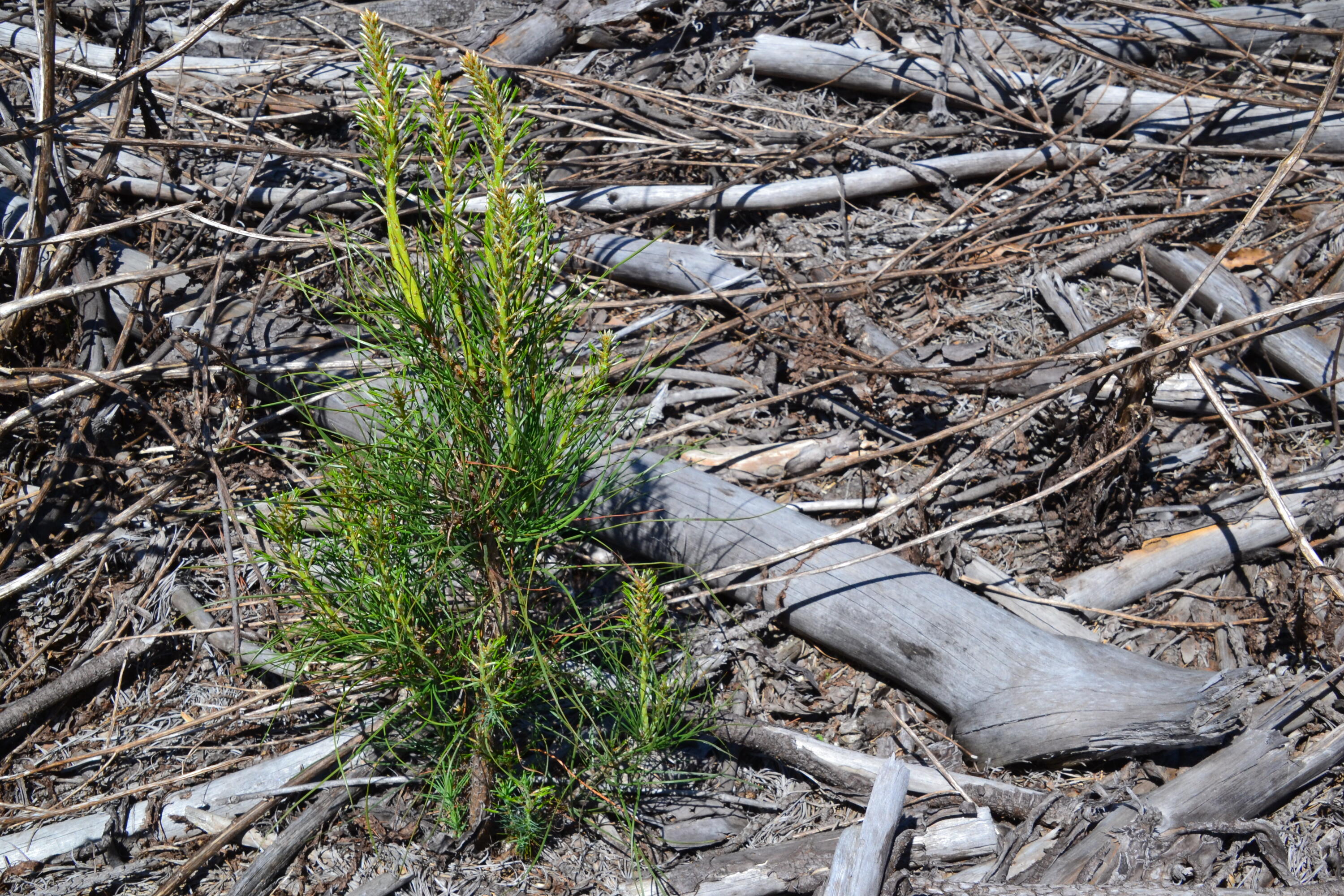 5659 State Rd S-28-31 Kershaw, SC 29067 - Photo 22 of 25 DSC_1735