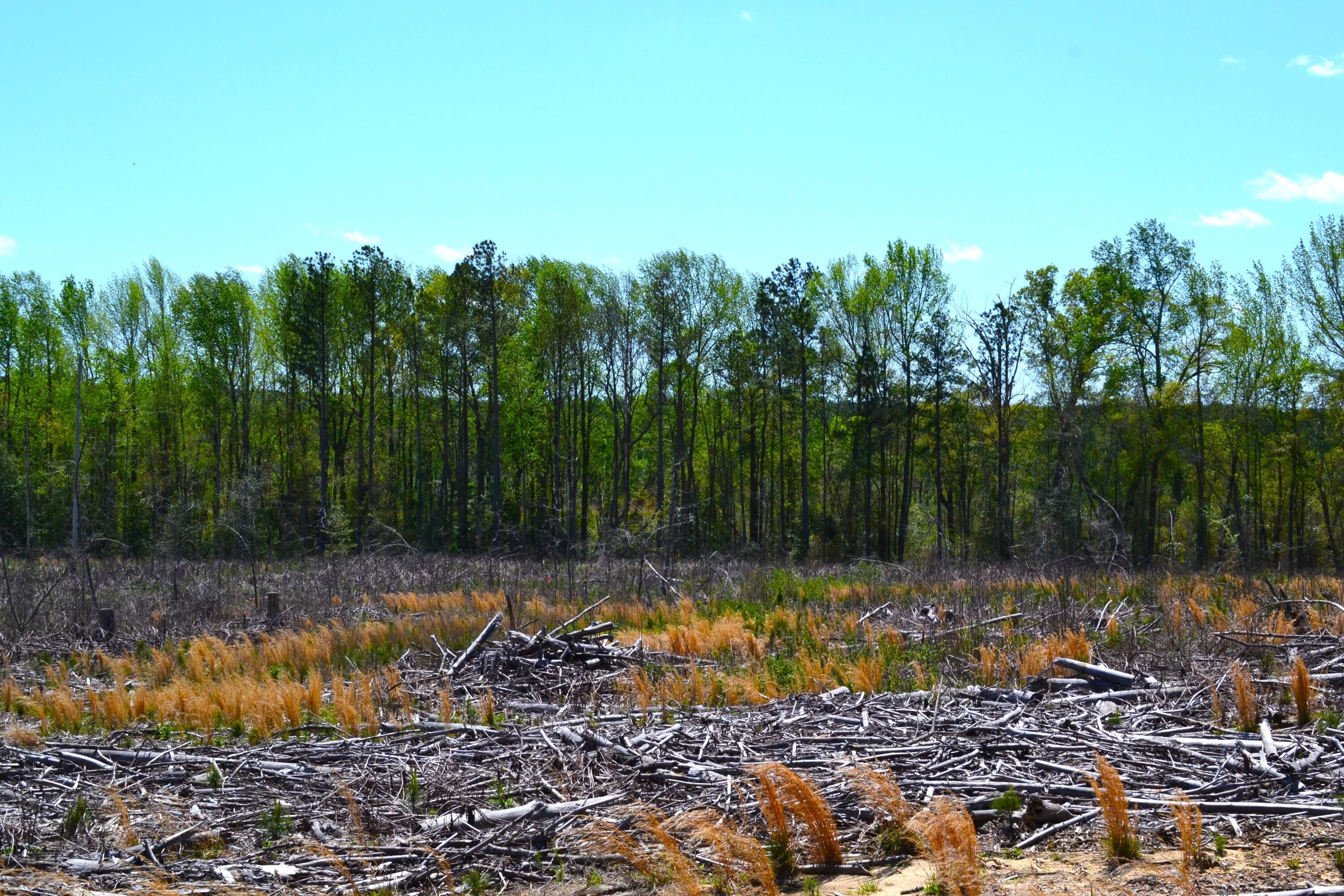 5659 State Rd S-28-31 Kershaw, SC 29067 - Photo 24 of 25 DSC_1738
