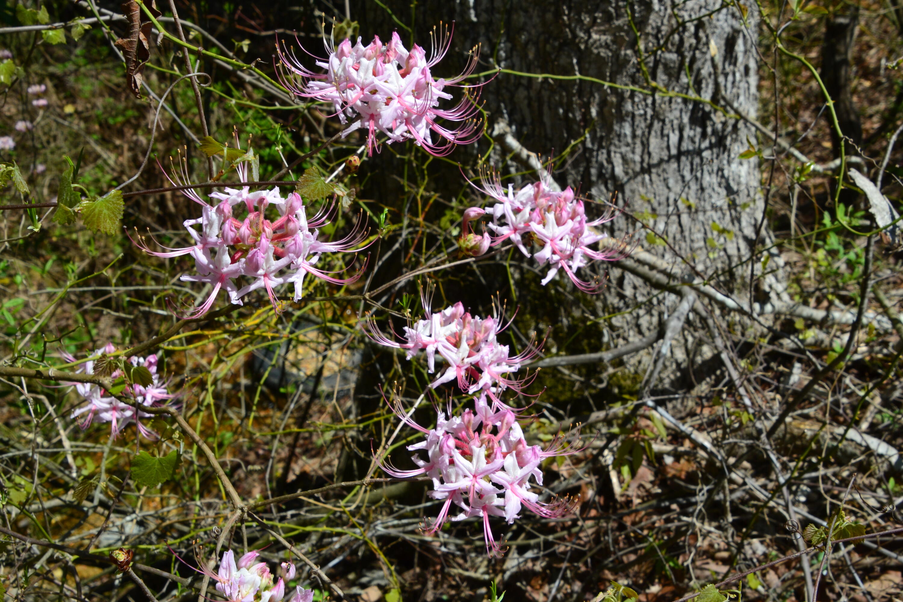 5659 State Rd S-28-31 Kershaw, SC 29067 - Photo 25 of 25 DSC_1754