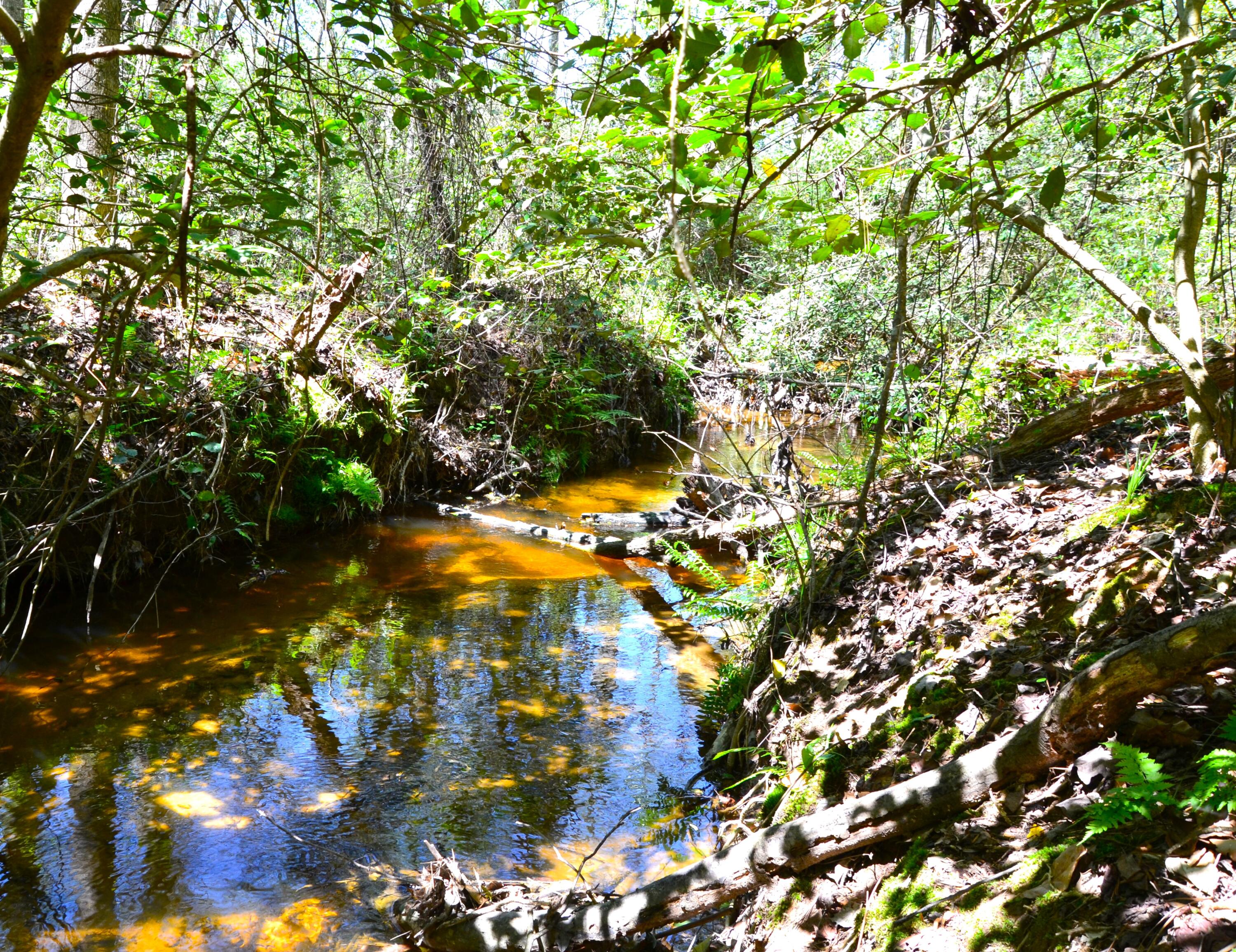 5659 State Rd S-28-31 Kershaw, SC 29067 - Photo 10 of 25 DSC_1721