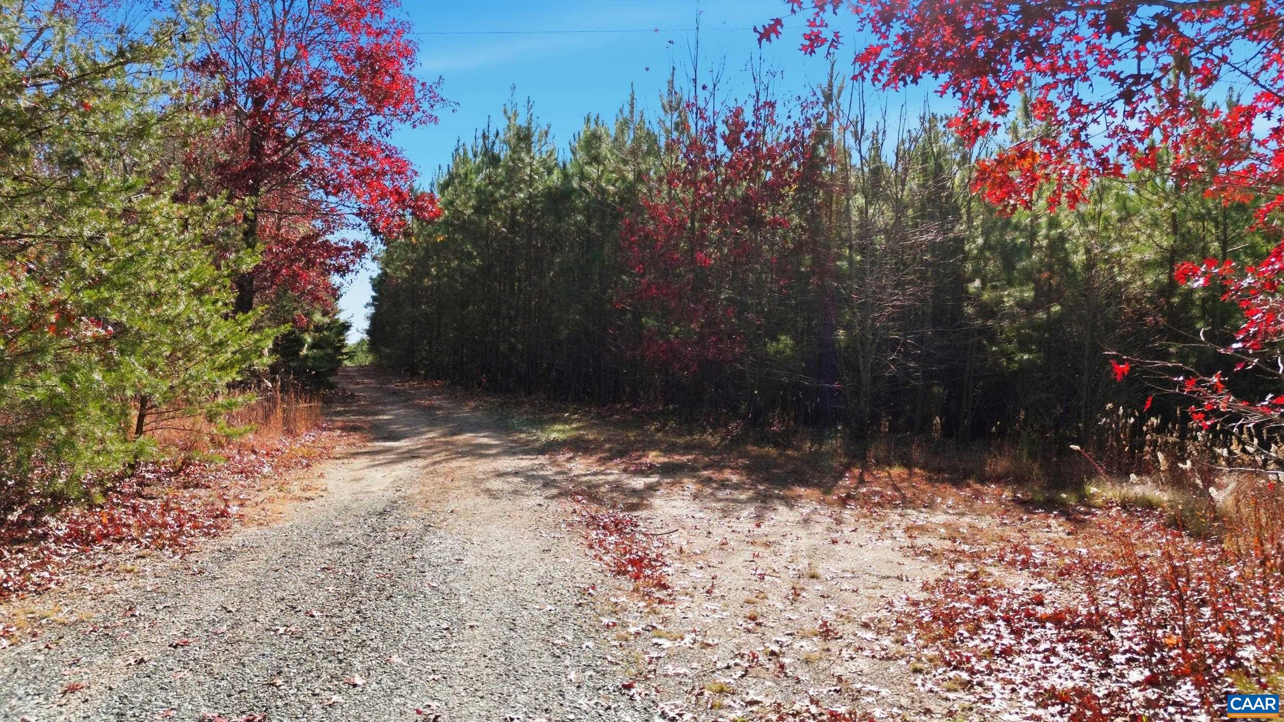 1690 Poorhouse Creek Road Appomattox, VA 24522 - Photo 38 of 44 a view of a yard with a tree