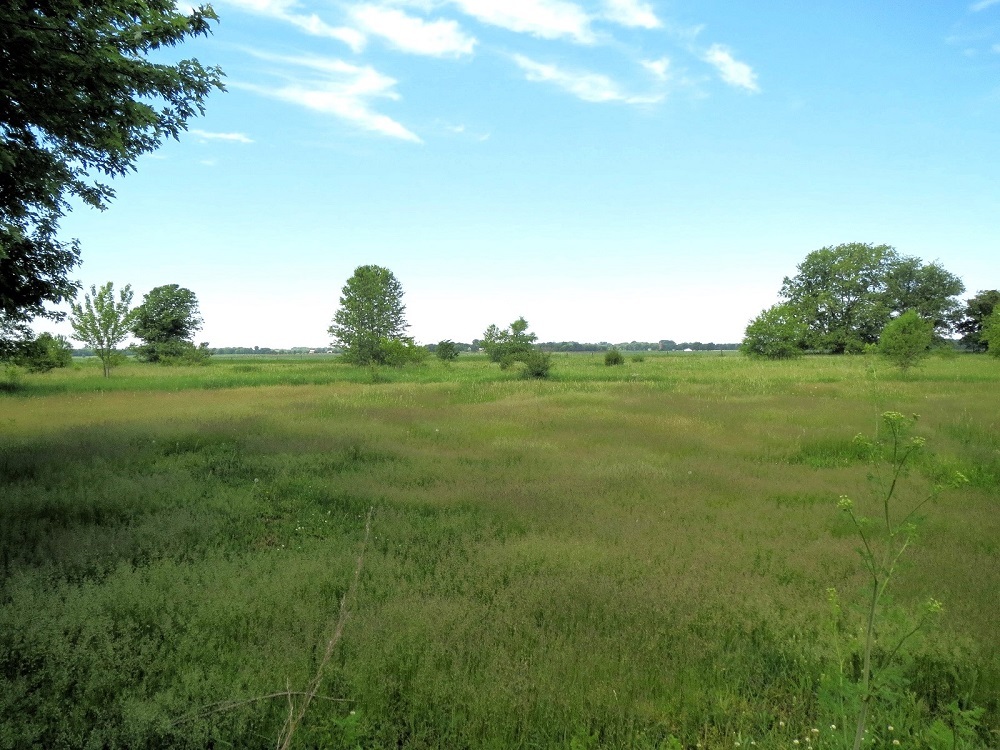 21785 Brooks Road Prophetstown, IL 61277 - Photo 36 of 38 a view of a big yard with an trees