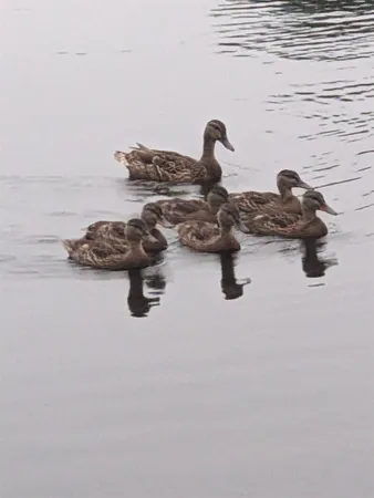 $739,000 | 59 Kibrel Court, Sandown, NH 03873