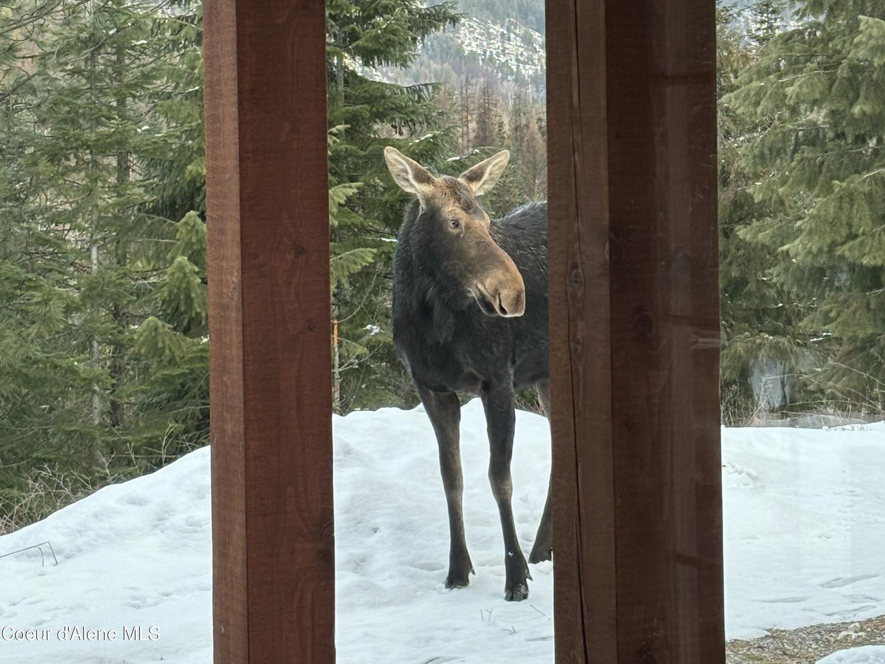 778 B Street Sandpoint, ID 83864 - Photo 3 of 62 IMG_7470