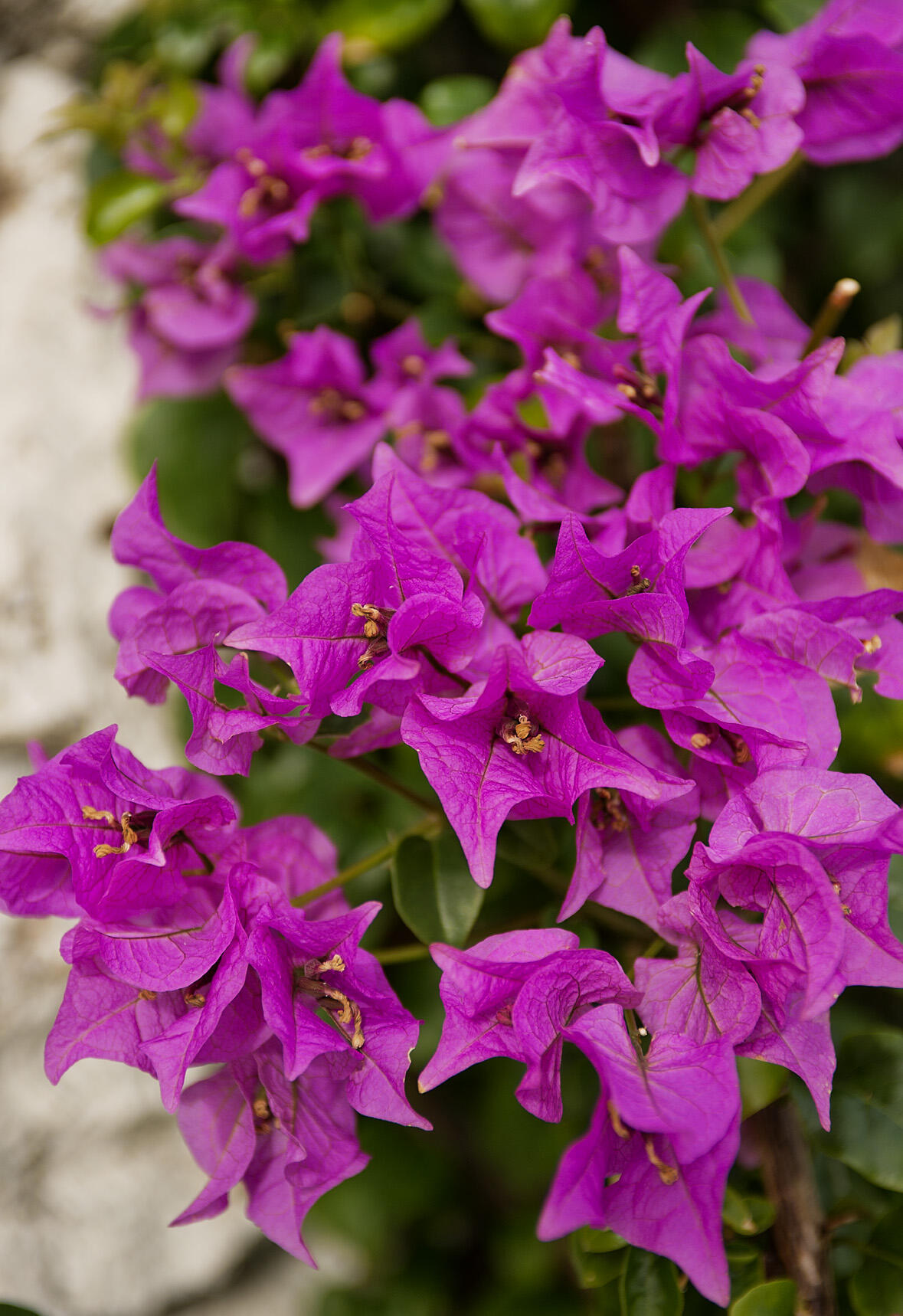 2760 South Ocean Boulevard, Unit 116 Palm Beach, FL 33480 - Photo 57 of 61 Landscaping