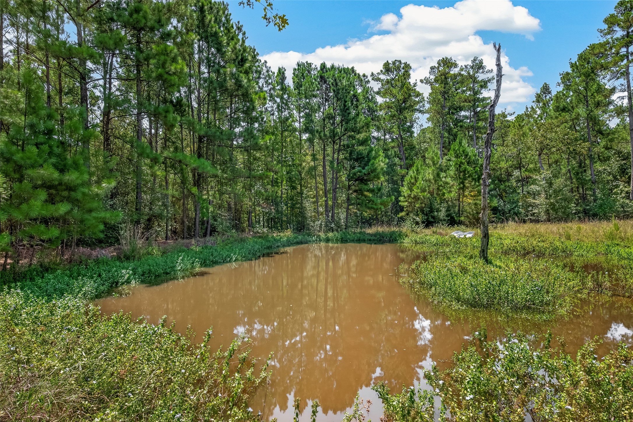 27 Pinedale Subdivision Road Huntsville, TX 77320 - Photo 4 of 22 Gallery Image 4