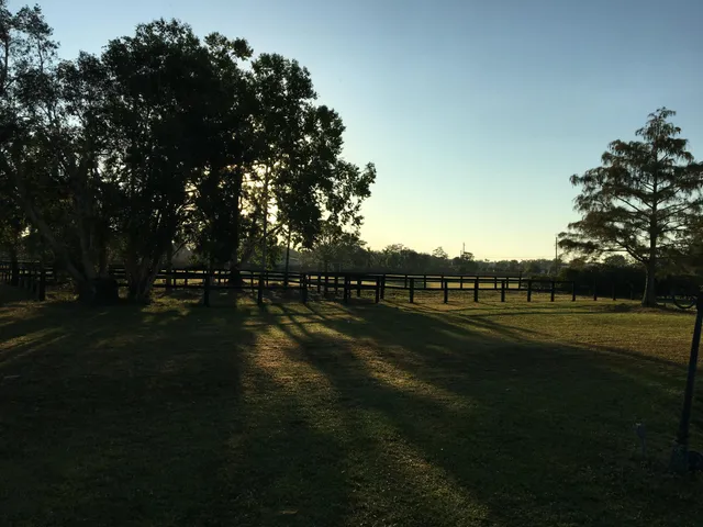 a view of a yard with an trees