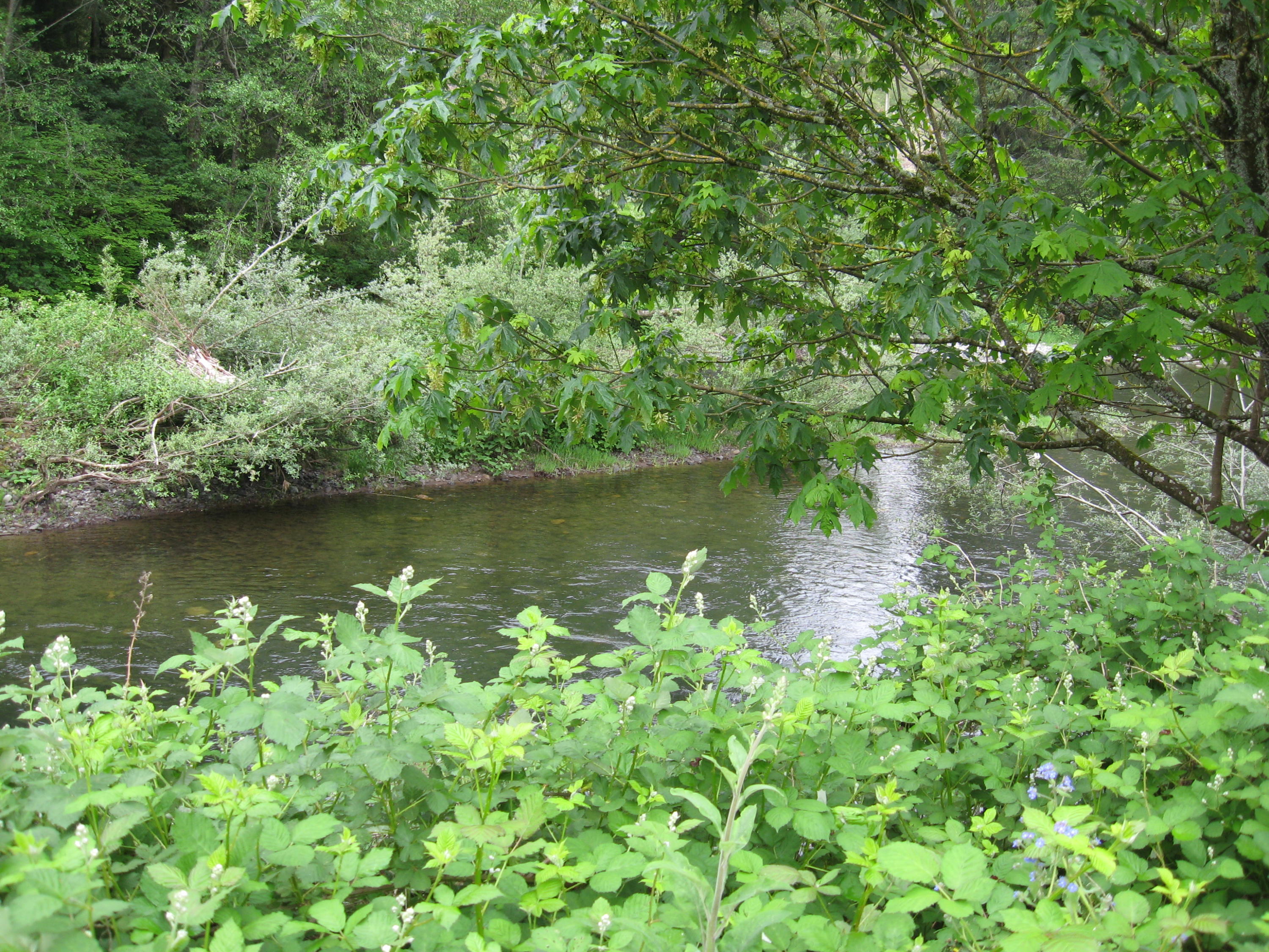 13435 Trask River Road Tillamook, OR 97141 - Photo 41 of 49 IMG_1725