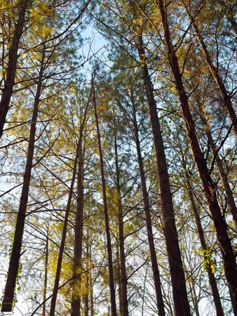 $427,500 | 535 North Little River Road, Salem, SC 29676